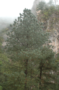 Pinus maximinoi