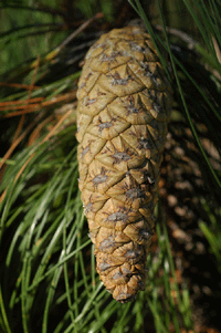 Pinus maximinoi