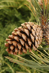 Pinus ponderosa scopulorum