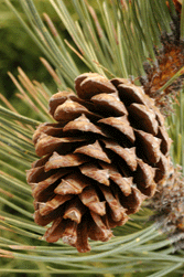 Pinus ponderosa scopulorum