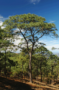 Pinus yecorensis sinaloensis
