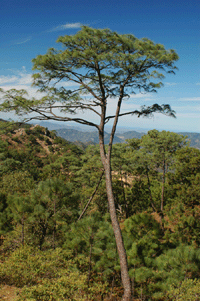 Pinus yecorensis sinaloensis