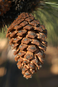 Pinus yecorensis sinaloensis