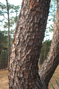 Pinus yecorensis sinaloensis