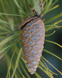 Pinus teocote