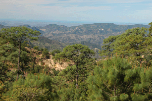 Pinus yecorensis sinaloensis