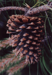 Pinus apulcensis