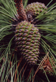 Pinus apulcensis
