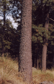 Pinus montezumae