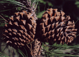 Pinus oaxacana