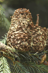 Abies religiosa
