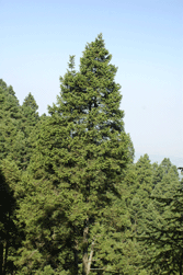 Abies religiosa