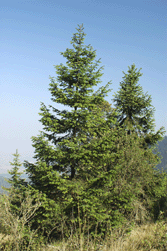 Abies religiosa