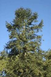 Abies religiosa