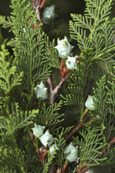 Cupressus benthamii