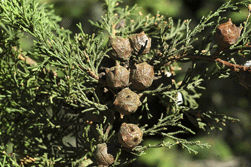Cupressus lindleyi