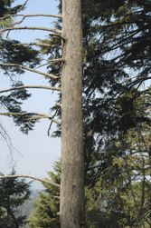 Cupressus lindleyi