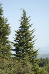 Cupressus lindleyi