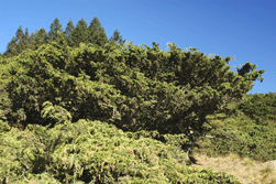 Juniperus monticola