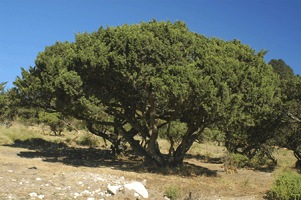 Juniperus monticola