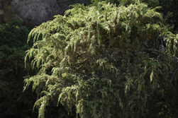 Juniperus monticola