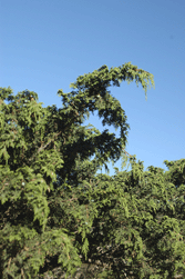 Juniperus monticola