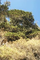 Juniperus monticola
