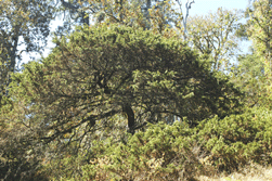 Juniperus monticola
