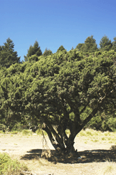 Juniperus monticola
