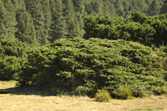 Juniperus monticola