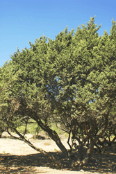 Juniperus monticola
