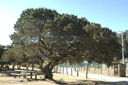 Juniperus monticola