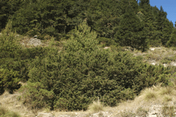 Juniperus monticola