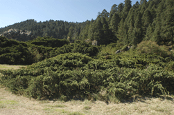 Juniperus monticola