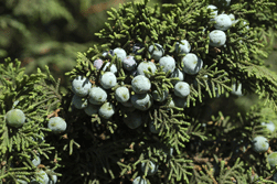 Juniperus monticola