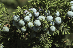 Juniperus monticola