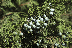 Juniperus monticola