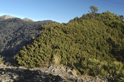 Juniperus monticola orizabensis