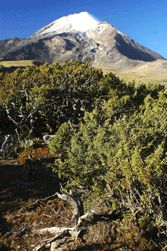 Juniperus monticola orizabensis