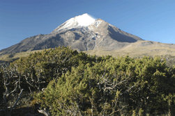 Juniperus monticola orizabensis