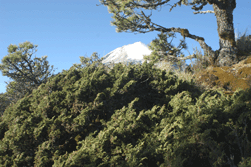 Juniperus monticola orizabensis