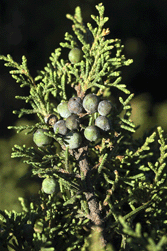 Juniperus monticola orizabensis