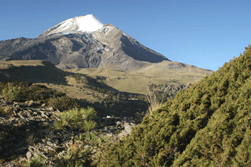 Juniperus monticola orizabensis