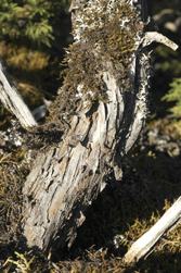 Juniperus monticola orizabensis