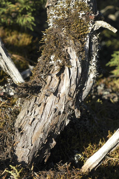 Arboretum de Villardebelle