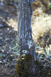 Juniperus monticola orizabensis