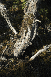 Juniperus monticola orizabensis