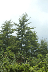 Pinus chiapensis
