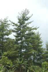 Pinus chiapensis