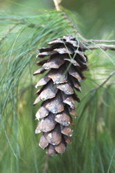 Pinus chiapensis